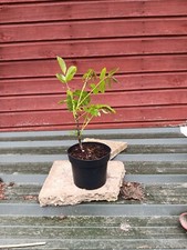 Juglans regia pot for sale  CRANBROOK