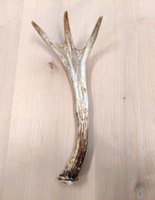 Natural real deer for sale  USA