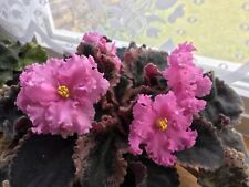 African violet dolores for sale  LONDON