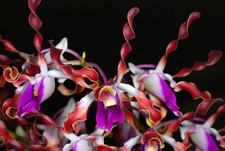 Dendrobium lasianthera sepik for sale  SANDBACH