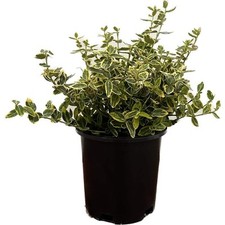 2.5 qt. emerald for sale  Gloucester Point