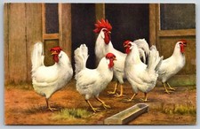 Animals flock chickens for sale  Newton