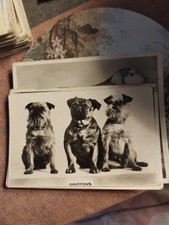 Sk187 brussels griffon for sale  LEICESTER