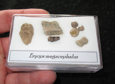 Permian eryops giant for sale Permian eryops giant for sale  WAKEFIELD