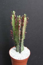 Euphorbia trigona rubra for sale  Miami