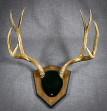 Utah mule deer for sale  Salt Lake City