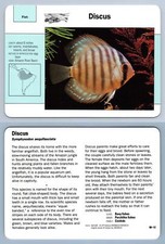 Discus 98.12 fish for sale  SLEAFORD