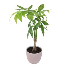 Money tree plant for sale  Cedar Rapids
