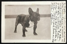 Cachorro BULDOGUE FRANCÊS Bouledogue Français cão velho PC 1936 comprar usado  Enviando para Brazil