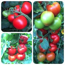 Rheinlands ruhm tomate gebraucht kaufen  Bayreuth