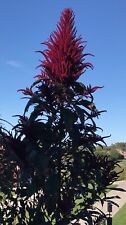 Amaranth opopeo red for sale  Sevierville