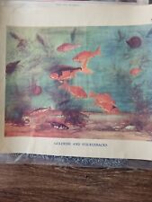 Goldfish stickleback macmillan for sale  STOCKTON-ON-TEES