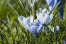 Schneekrokusse blau weiss gebraucht kaufen Schneekrokusse blau weiss gebraucht kaufen  Kaiserslautern