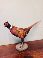 Taxidermy pheasant ringneck for sale  BELPER