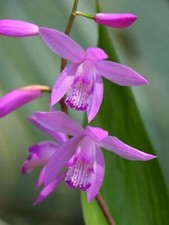 Bletilla kate hardy for sale  Milford