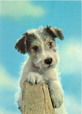 Cartão postal de cachorro Jack Russel Terrier Dennis Productions D201 comprar usado  Enviando para Brazil