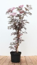 Sambucus nigra black gebraucht kaufen  Westerstede
