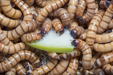 Live superworms 3000 for sale  Williamson