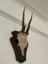 Pointy antlers roe for sale  SOUTHEND-ON-SEA