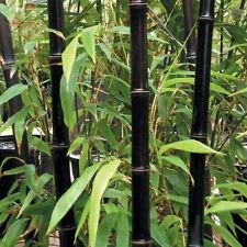 Semi moso bamboo usato  Roma