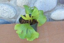Rare platycerium ridleyi for sale  Roseburg