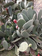 Pale talee opuntia usato  Barcellona Pozzo di Gotto