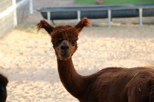 Hand woven alpaca for sale  El Paso