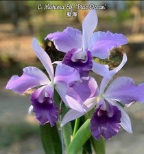 Cattleya mishima elf for sale  SHREWSBURY