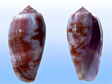 Usado, Conidae, Conus tulipa, Tulear, Madagascar, 53,3 mm, BEAUTIFUL COLORS comprar usado  Enviando para Brazil