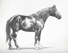 Missouri fox trotter for sale  Tampa