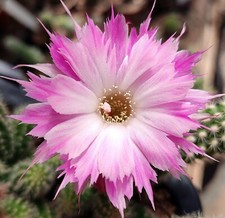 Chamaecereus rosa feder gebraucht kaufen  Nürnberg
