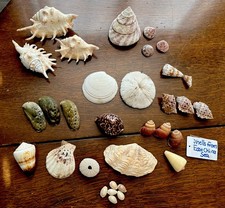 Lot seashells mushroom for sale  Lexington