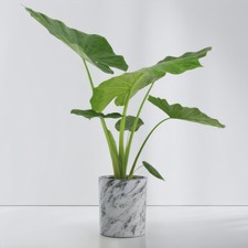 Alocasia macrorrhiza 19cm gebraucht kaufen  Leverkusen