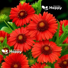 Blanket flower burgundy for sale  DONCASTER