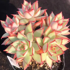 Echeveria yeon deung for sale  Fallbrook