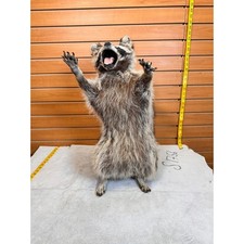 Fhcoon9 raccoon taxidermy for sale  Hill City