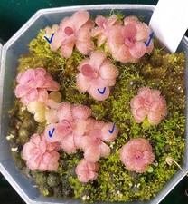 Pinguicula agnata cyclosecta for sale  CARDIFF