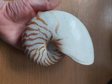 Nautilus shell for sale  WIGAN