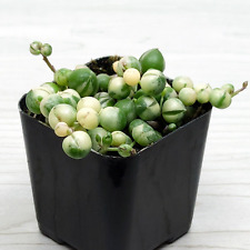 Succulent plant senecio for sale  San Jose
