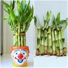 Lucky bamboo indoor for sale  Houston