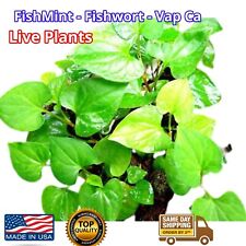 Organic houttuynia cordata for sale  Marietta