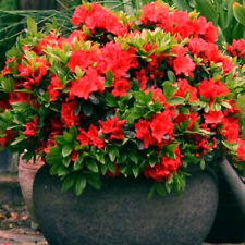 Red azalea japanese for sale  UK