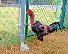 Hatching eggs ganoi for sale  Hampton