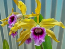 2020 plants for sale 2020 plants for sale USA