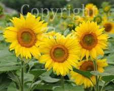 Three sunflowers 11x14 for sale  Bradenton