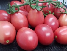 Pink egg heirloom for sale  Owatonna