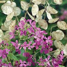 Money plant lunaria for sale  Sevierville