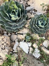 Agave potatorum kissho usato  Mazara del Vallo