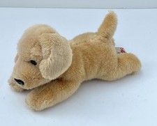 Golden labrador puppy for sale  DORCHESTER