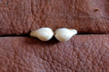 Elk ivory for sale  Dubois